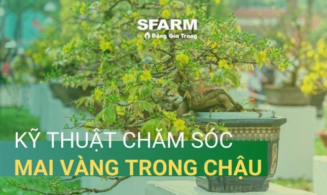 Chăm sóc Trúc Đào sau Tết hiệu quả