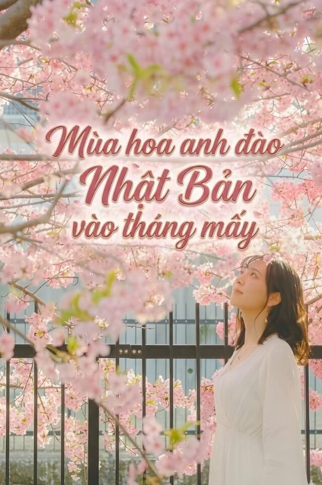 Trúc Đào nở rộ như anh đào